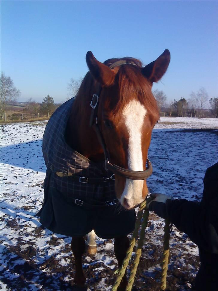 Hannoveraner wunder mädchen billede 7