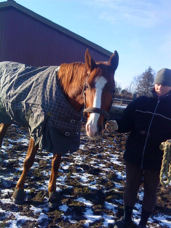 Hannoveraner wunder mädchen billede 8