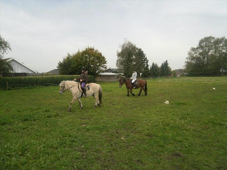 Belgier Bell,,  billede 18