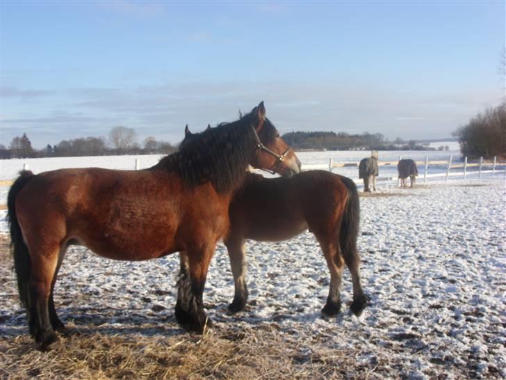 Belgier Bell,,  billede 19