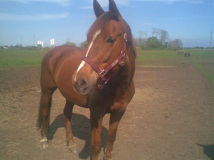 Oldenborg Fabrina ' Min mors - Fabrina på mark (: billede 1