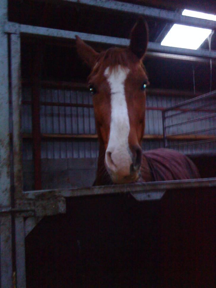 Hannoveraner wunder mädchen billede 9