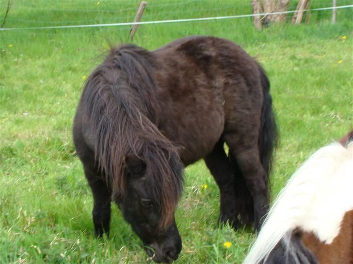 Shetlænder *mini* Mie *RIP* 13/4-11  billede 8