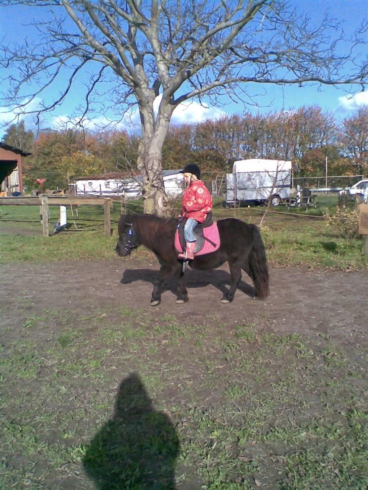 Shetlænder *mini* Mie *RIP* 13/4-11  billede 9