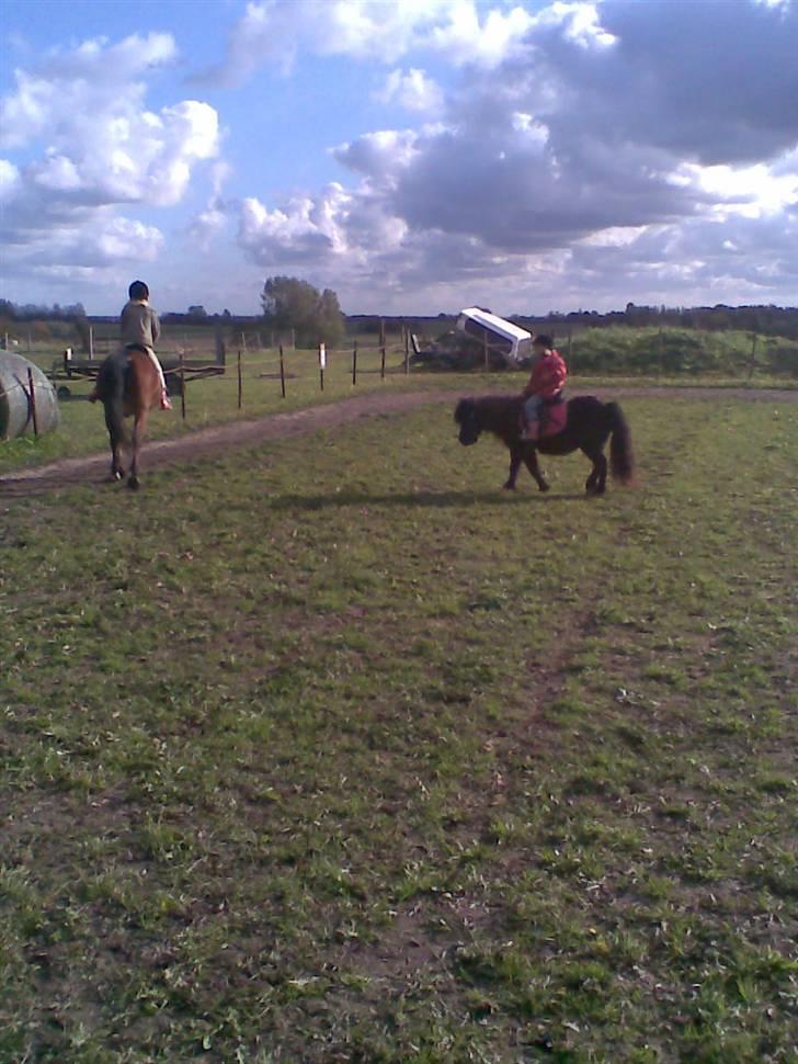 Shetlænder *mini* Mie *RIP* 13/4-11  billede 10