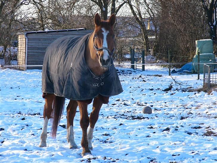 Hannoveraner Wandolf R.I.P - 17/2-09 billede 6