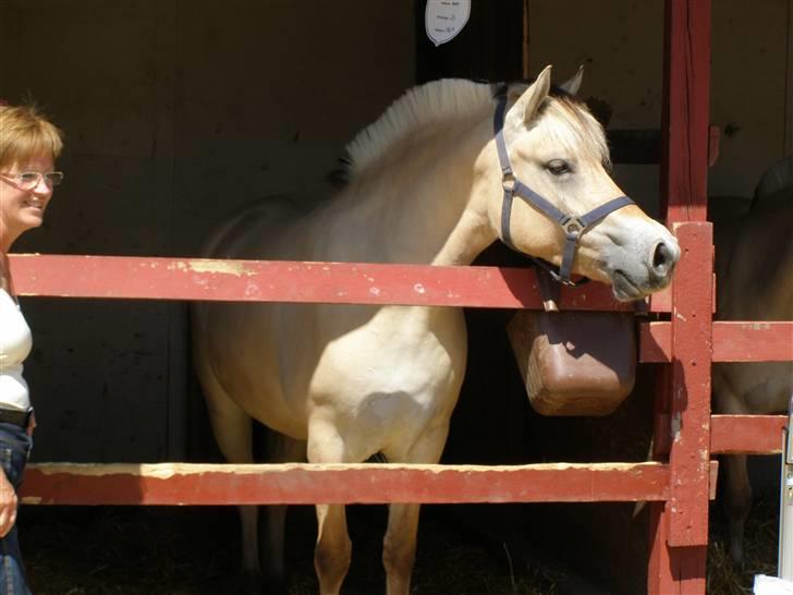 Fjordhest Mosegårdens Bine - Roskilde Dyrskue 2007 billede 5