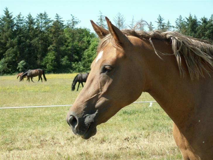 New Forest Wicked Pure Gold. billede 1