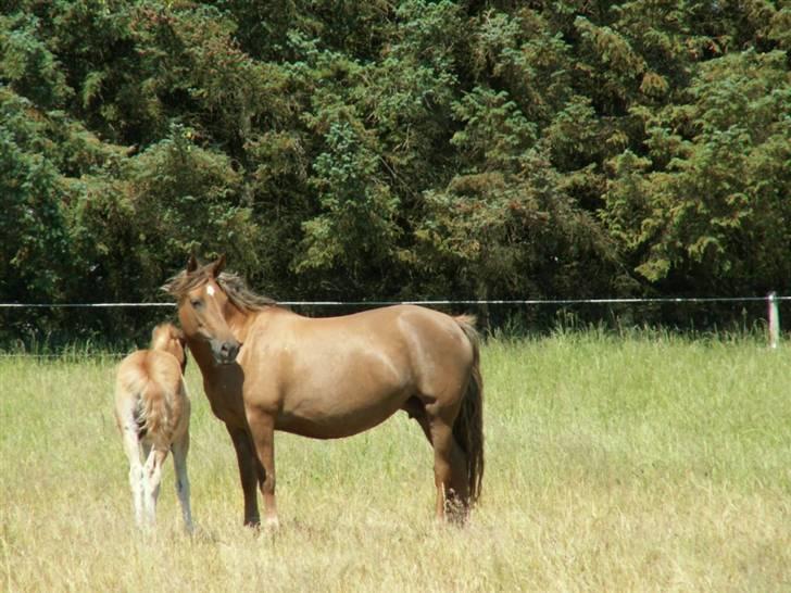 New Forest Wicked Pure Gold. billede 2