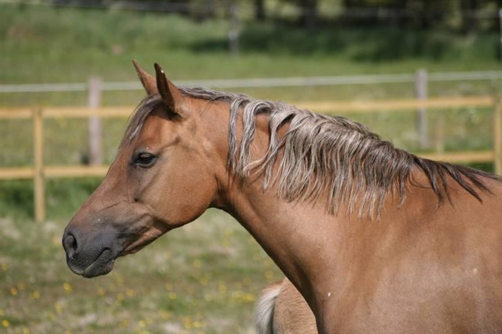 New Forest Wicked Pure Gold. -  Foto: Helena Gaardboe. billede 3