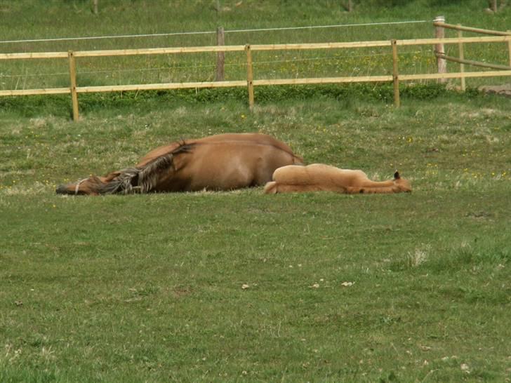 New Forest Wicked Pure Gold. billede 4