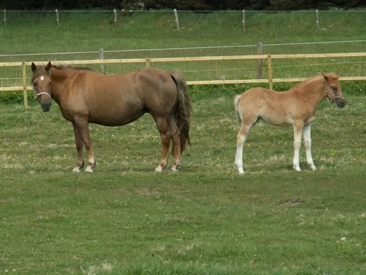 New Forest Wicked Pure Gold. billede 5