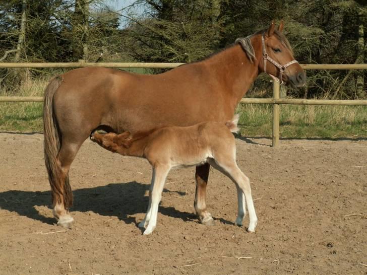 New Forest Wicked Pure Gold. billede 6