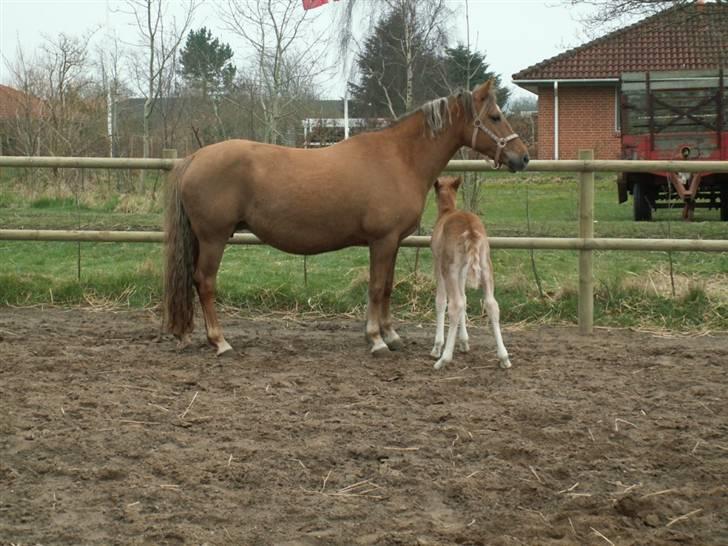 New Forest Wicked Pure Gold. billede 7