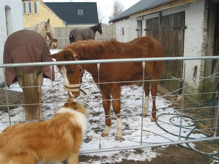 New Forest Nemo *Solgt* - Nemo og Balto hilser på hinanden. Sødt ik´. billede 14