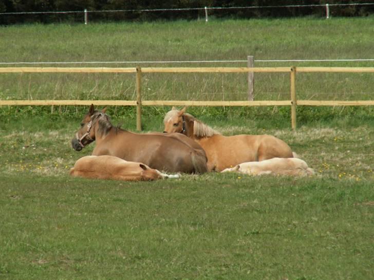 New Forest Wicked Pure Gold. billede 8