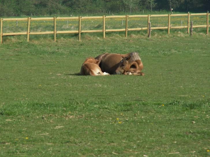 New Forest Wicked Pure Gold. billede 9