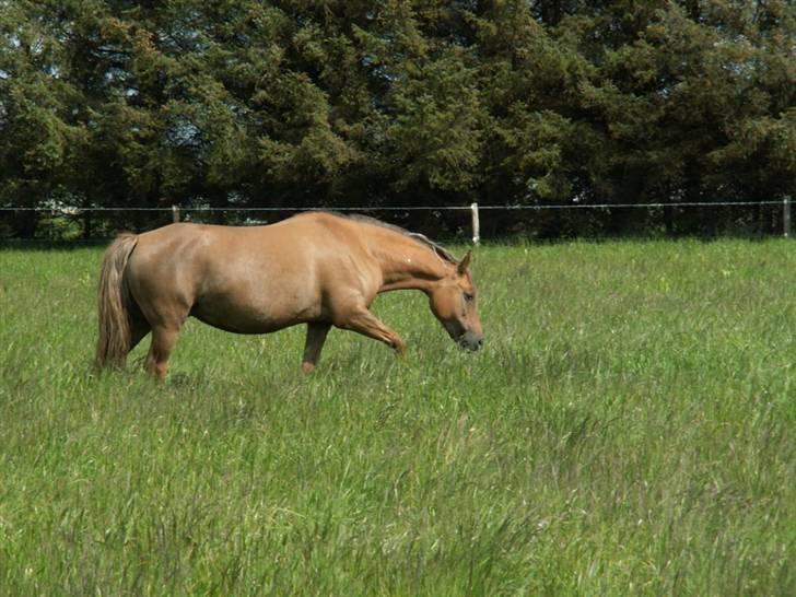 New Forest Wicked Pure Gold. billede 10