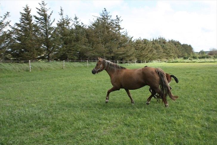 New Forest Wicked Pure Gold. billede 11