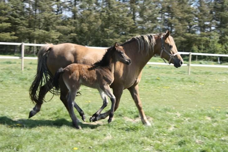 New Forest Wicked Pure Gold. billede 12