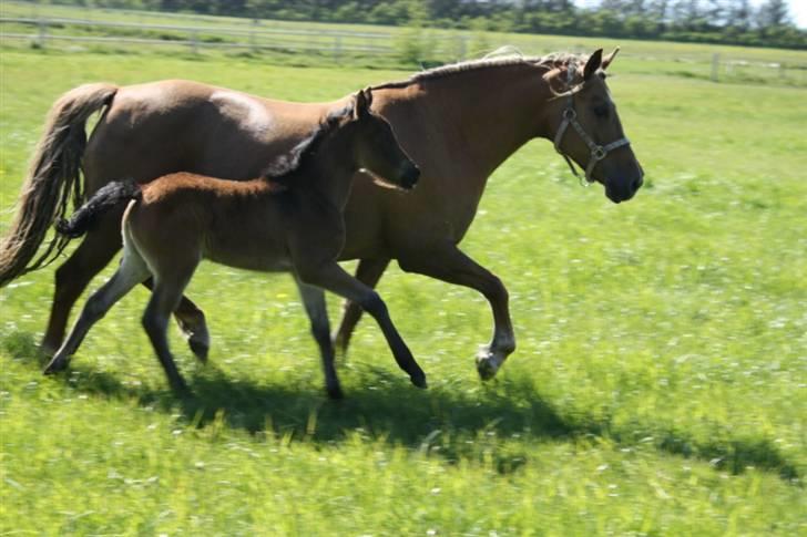 New Forest Wicked Pure Gold. billede 13