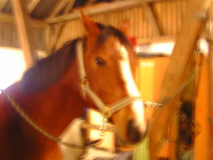 Anden særlig race Sevilla billede 3