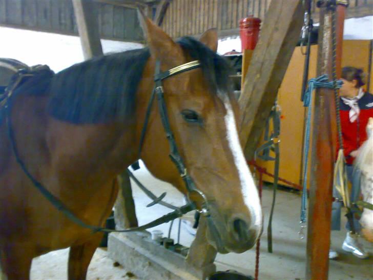 Anden særlig race Sevilla billede 4