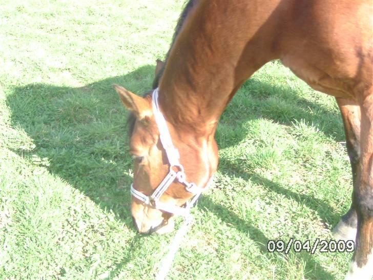 Anden særlig race Sevilla billede 5