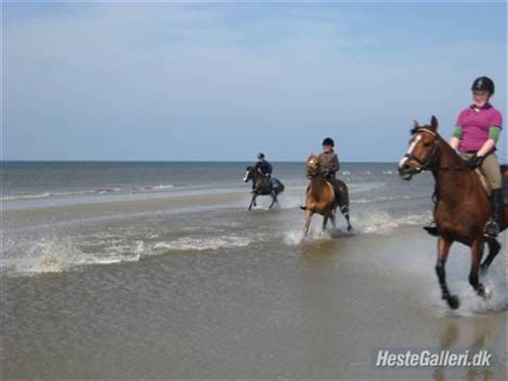 Anden særlig race Sevilla - Mig inderst mod billedet, vi er lige en tur på Rømø;b<3 billede 6