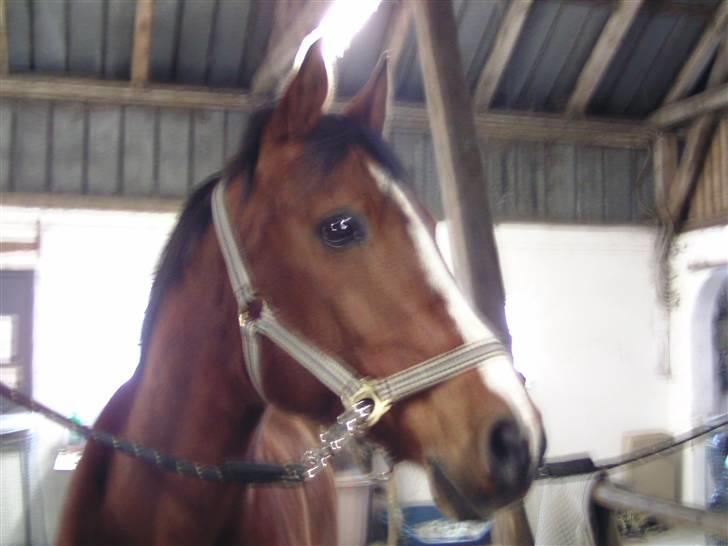 Anden særlig race Sevilla billede 7