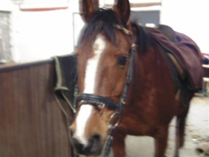 Anden særlig race Sevilla billede 8