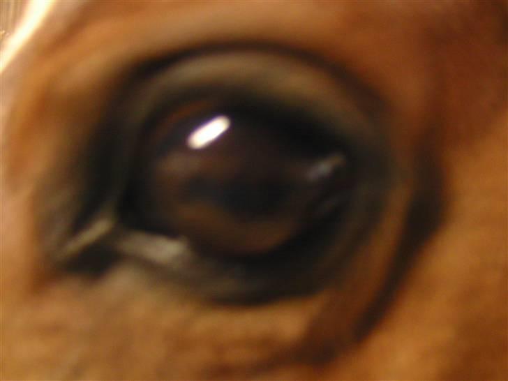 Anden særlig race Sevilla billede 9