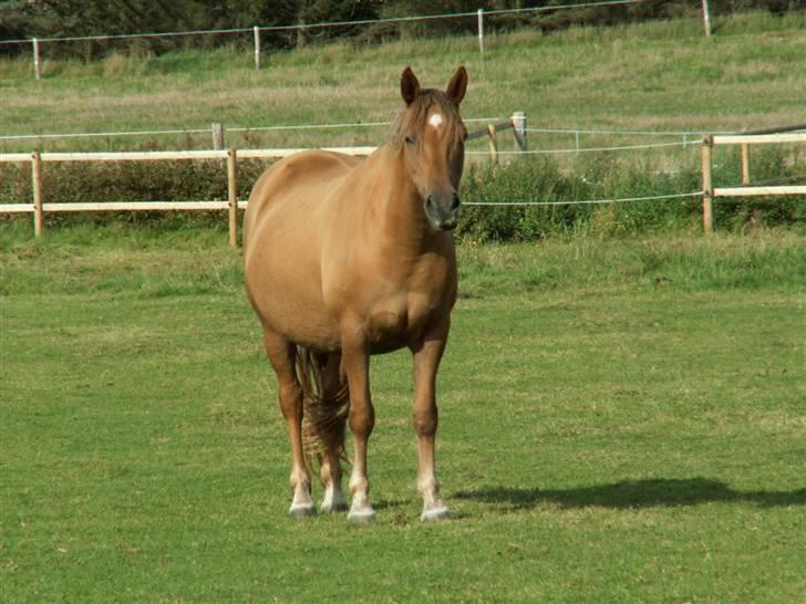 New Forest Wicked Pure Gold. billede 14