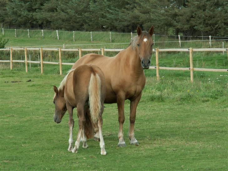 New Forest Wicked Pure Gold. billede 15