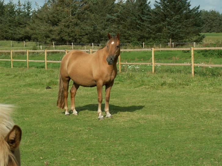 New Forest Wicked Pure Gold. billede 16