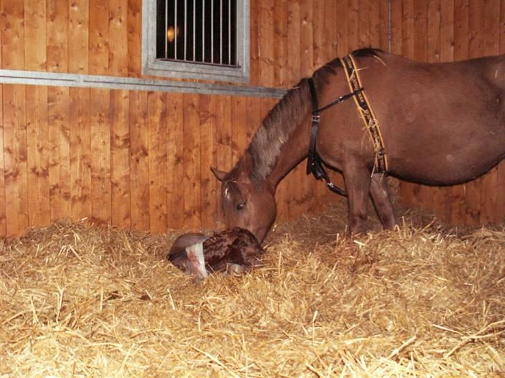 New Forest Wicked Pure Gold. billede 18