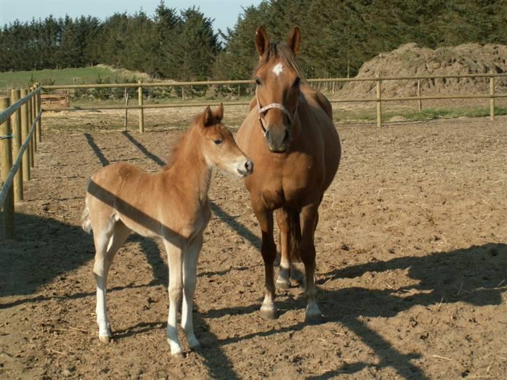 New Forest Wicked Pure Gold. billede 19