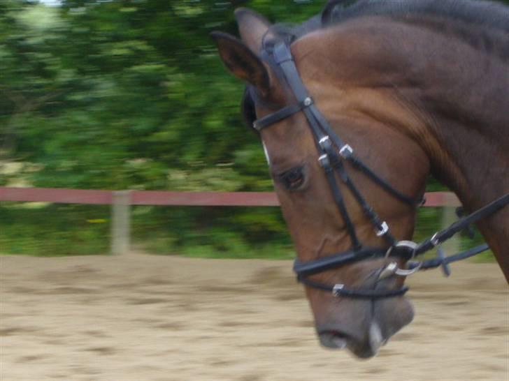 Dansk Varmblod Didier af Lilleris   (DJ) billede 10