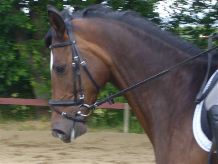 Dansk Varmblod Didier af Lilleris   (DJ) billede 11