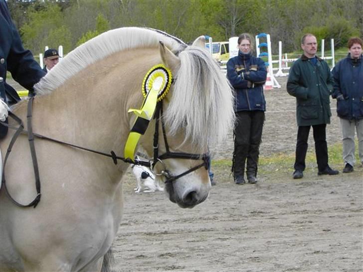 Fjordhest Borken Fra Skårhaug*solgt* billede 7