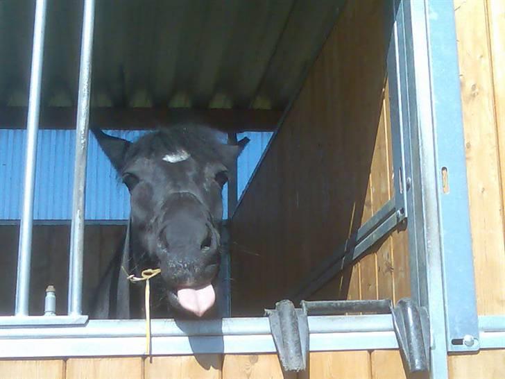 Anden særlig race Magic Manipu (Udlånt) billede 5