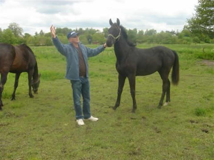 Dansk Varmblod ERA Don Pedro - Den dag jeg fik Pedro...her er han 1 år gammel billede 9