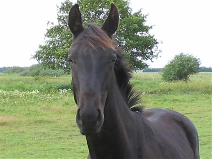 Dansk Varmblod ERA Don Pedro - hmmm...skal du godt nok ride mig engang? billede 10