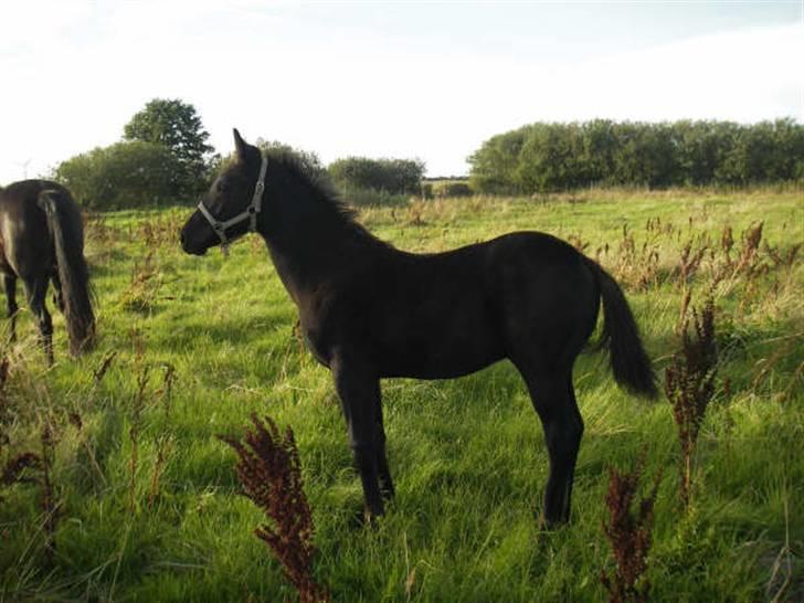 Dansk Varmblod ERA Don Pedro - Lille bitte Pedro dreng billede 11