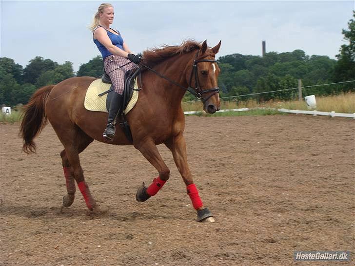 Dansk Varmblod {Rositta <3} SOLGT - Because I miss you <3 billede 1