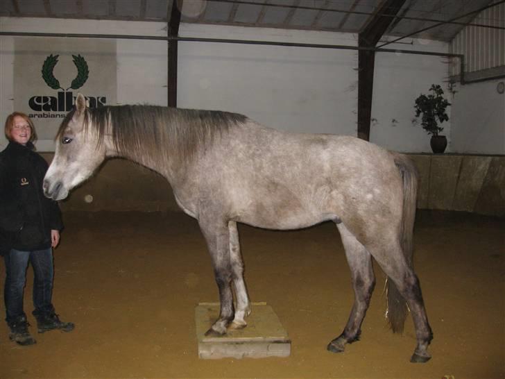 Arabisk fuldblod (OX) CA Ori - på palle billede 4