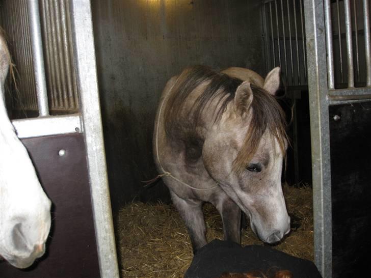 Arabisk fuldblod (OX) CA Ori - i boksen :D billede 5