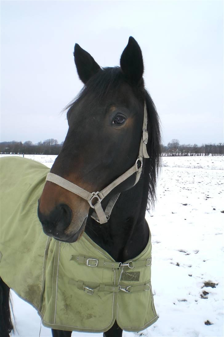 Traver Ginkgo Star billede 12