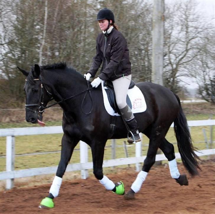 Dansk Varmblod Bysteds Bluca  SOLGT - Bluca med rytter løs for 5 gang. foto Ally billede 15