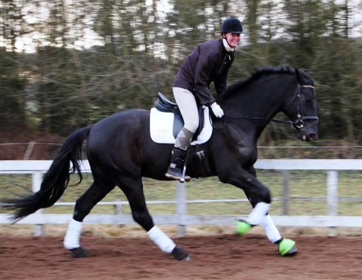 Dansk Varmblod Bysteds Bluca  SOLGT - 1 galop med rytter på Foto Ally billede 16
